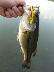 largemouth bass caught by the Anise Worm&reg;